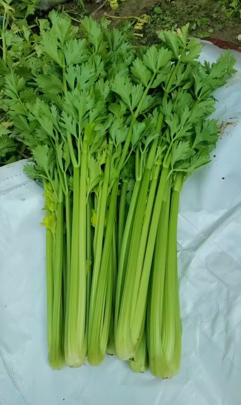 西芹量大价格美丽