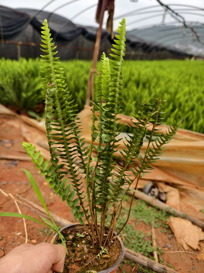 肾蕨