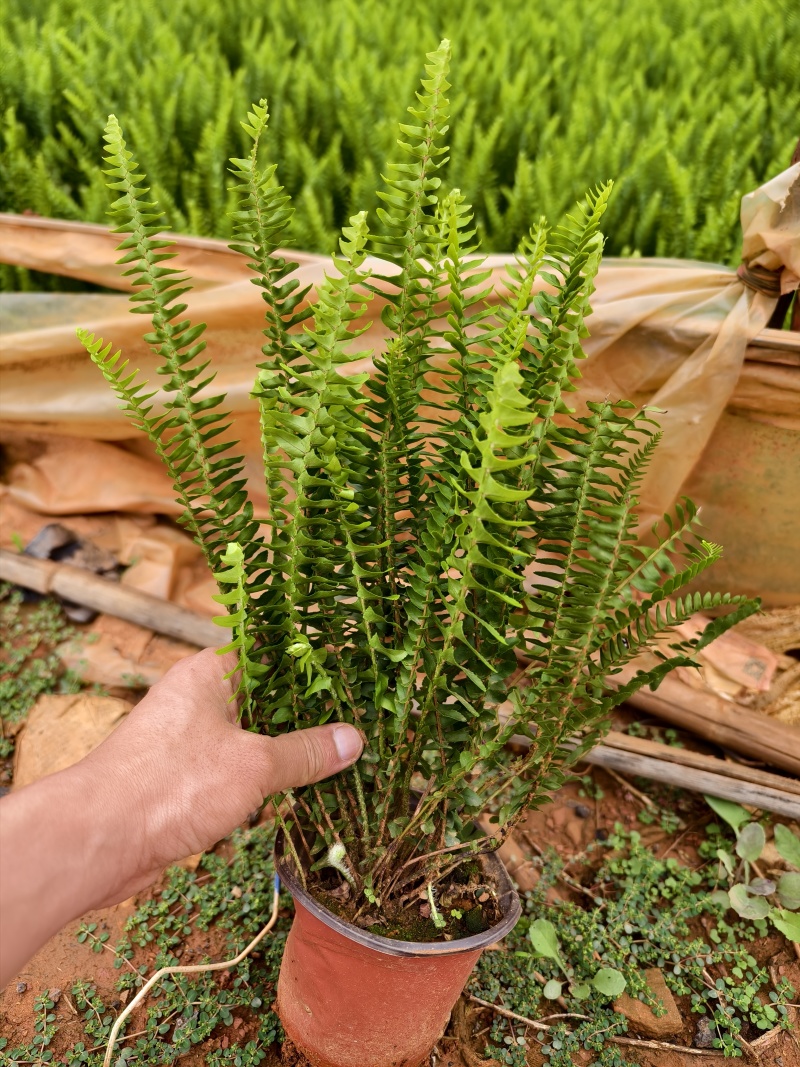 肾蕨