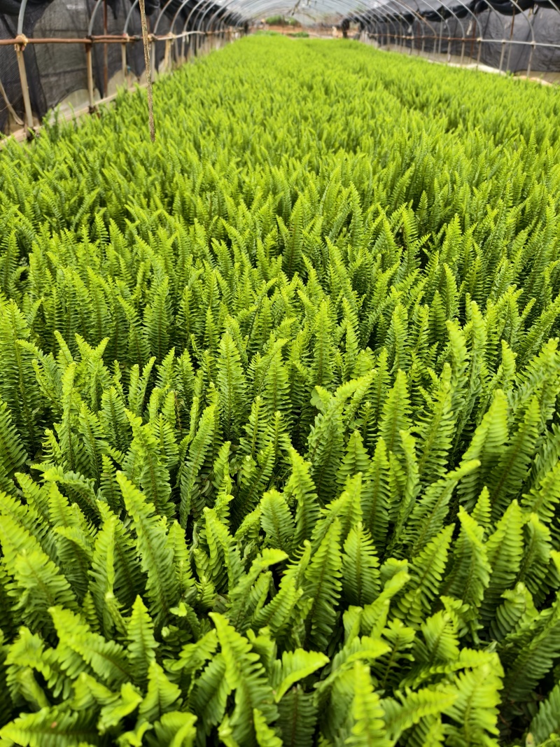 肾蕨