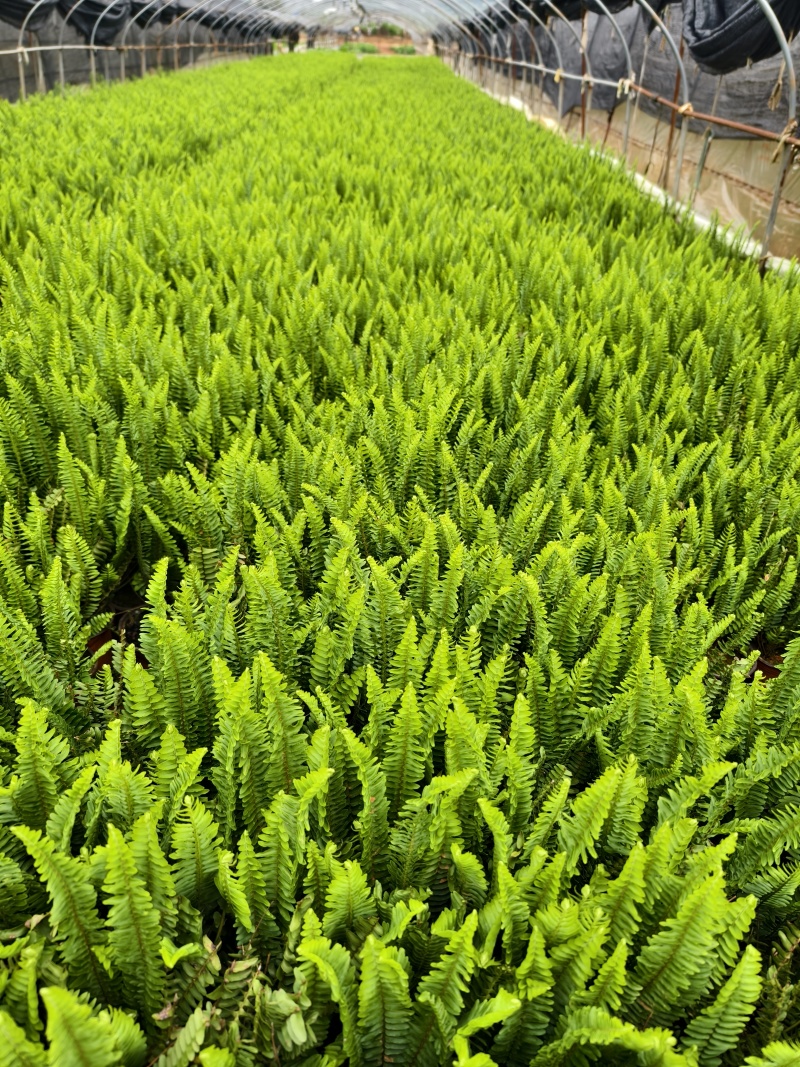 肾蕨