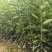 药枳壳苗药柑苗川药枳壳苗嫁接药枳壳苗品质保证签合同
