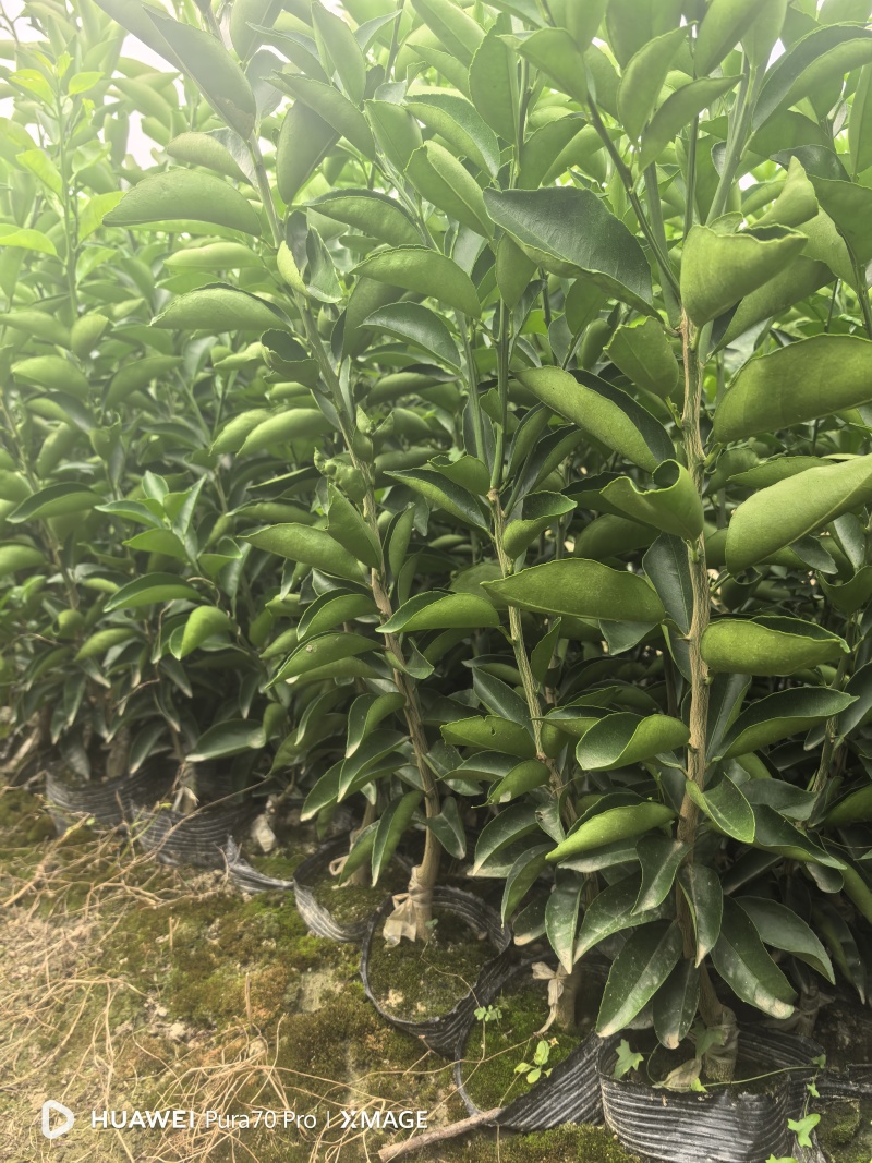 药枳壳苗药柑苗川药枳壳苗嫁接药枳壳苗品质保证签合同