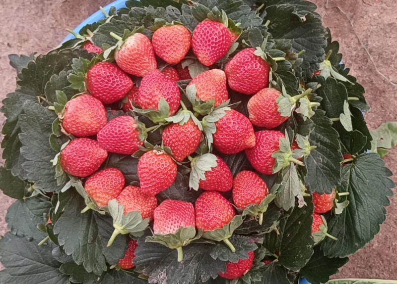 草莓