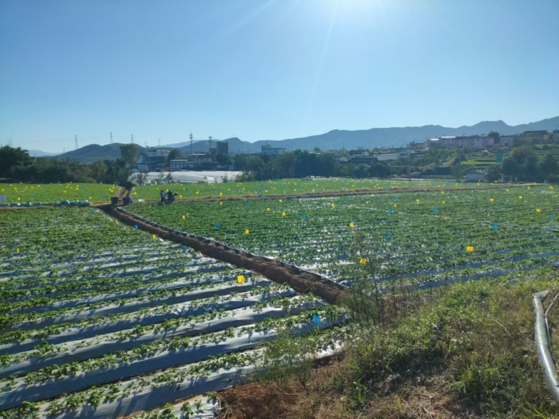 草莓