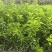 药枳壳苗药柑苗川药枳壳苗嫁接药枳壳苗品质保证签合同