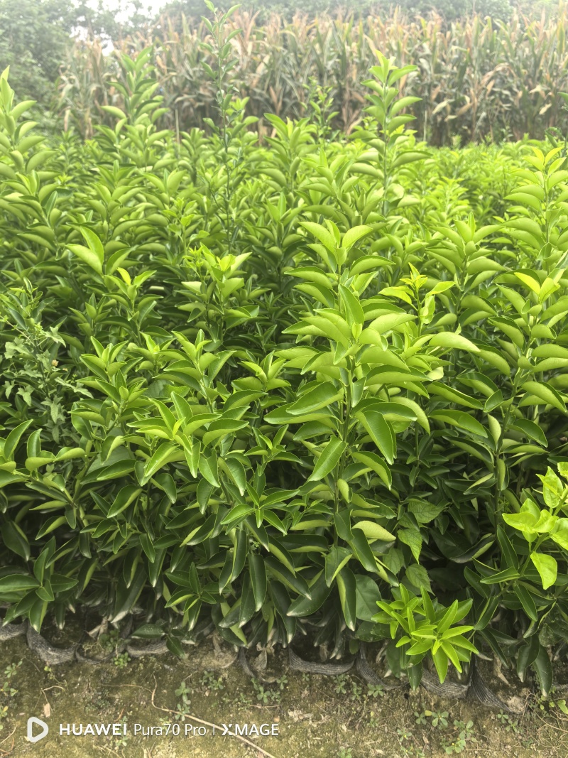 药枳壳苗药柑苗川药枳壳苗嫁接药枳壳苗品质保证签合同