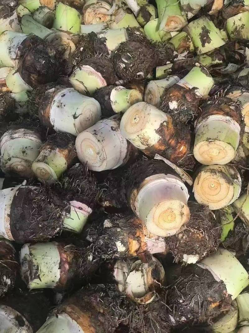 槟榔芋，香芋，江西槟榔芋香糯可口，产地直发。
