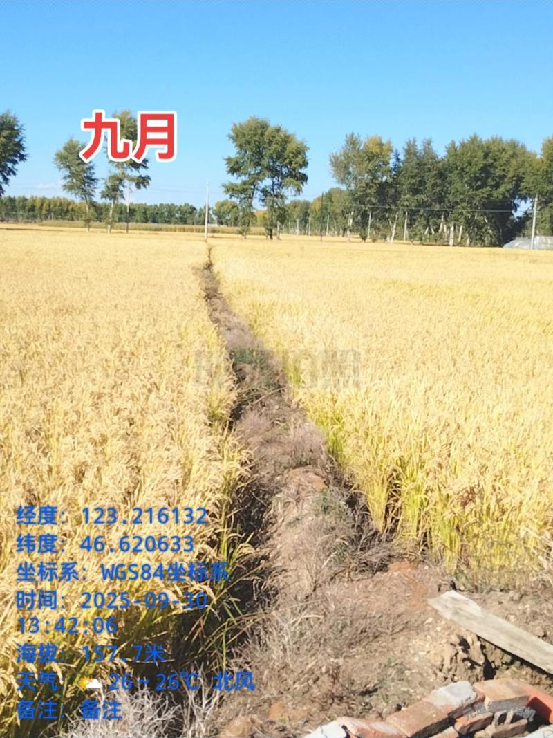 兴安盟大米，长粒香大米（中科发五）