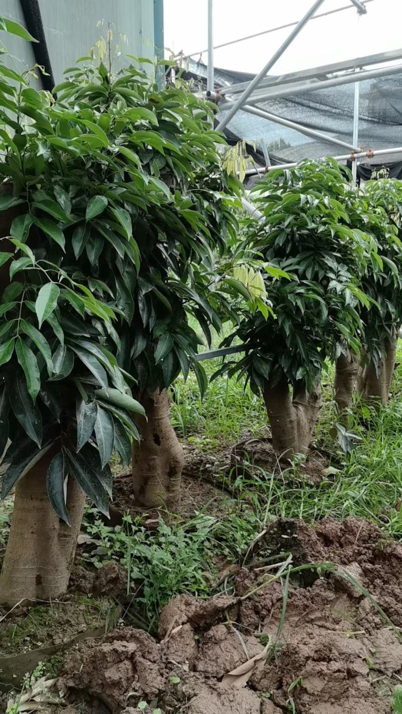 四川荔枝果苗基地妃子笑桂味荔枝苗场荔枝大苗批发基地