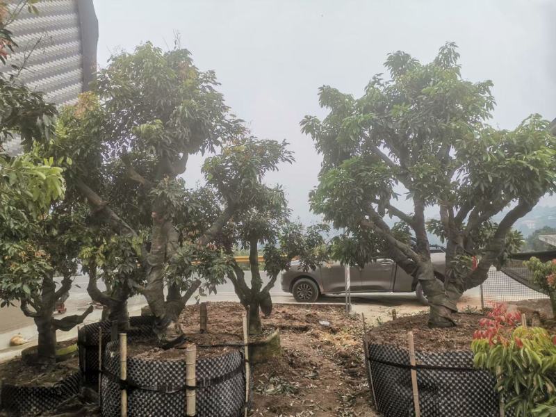 四川荔枝果苗基地妃子笑桂味荔枝苗场荔枝大苗批发基地
