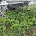 四川荔枝果苗基地妃子笑桂味荔枝苗场荔枝大苗批发基地