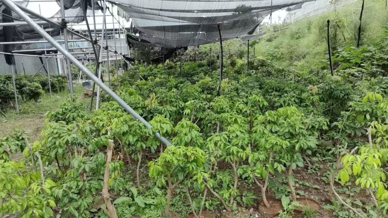 四川荔枝果苗基地妃子笑桂味荔枝苗场荔枝大苗批发基地