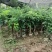 四川荔枝果苗基地妃子笑桂味荔枝苗场荔枝大苗批发基地