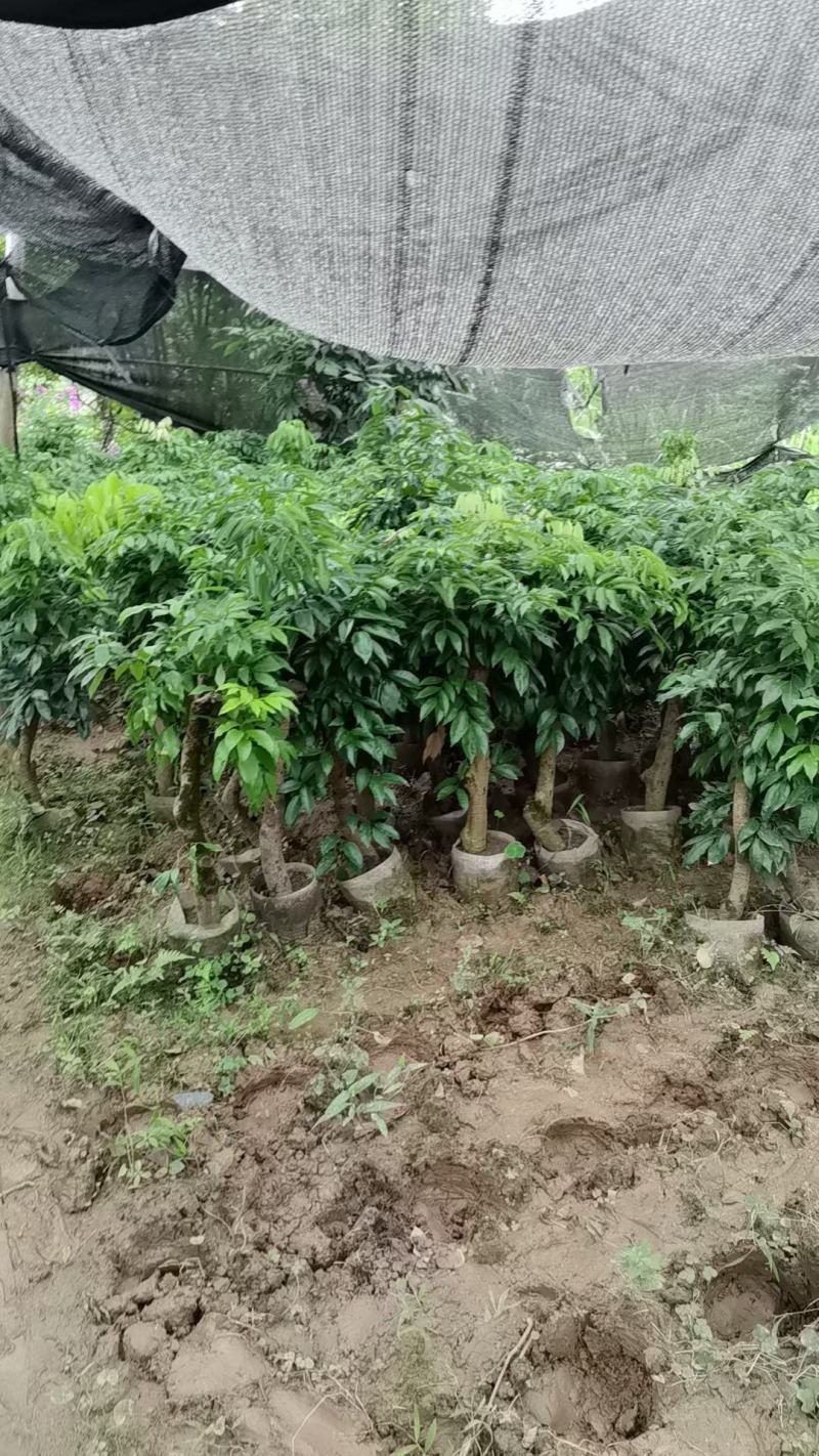 四川荔枝果苗基地妃子笑桂味荔枝苗场荔枝大苗批发基地
