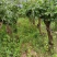 四川荔枝果苗基地妃子笑桂味荔枝苗场荔枝大苗批发基地