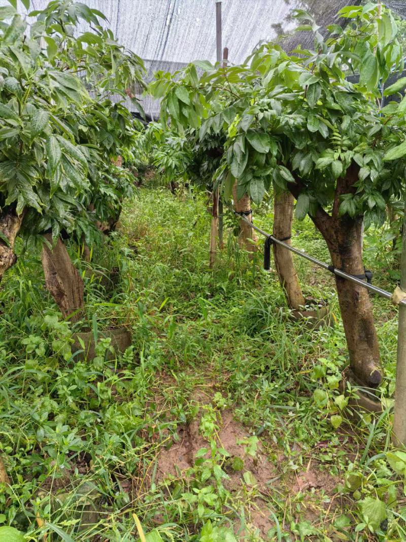 四川荔枝果苗基地妃子笑桂味荔枝苗场荔枝大苗批发基地