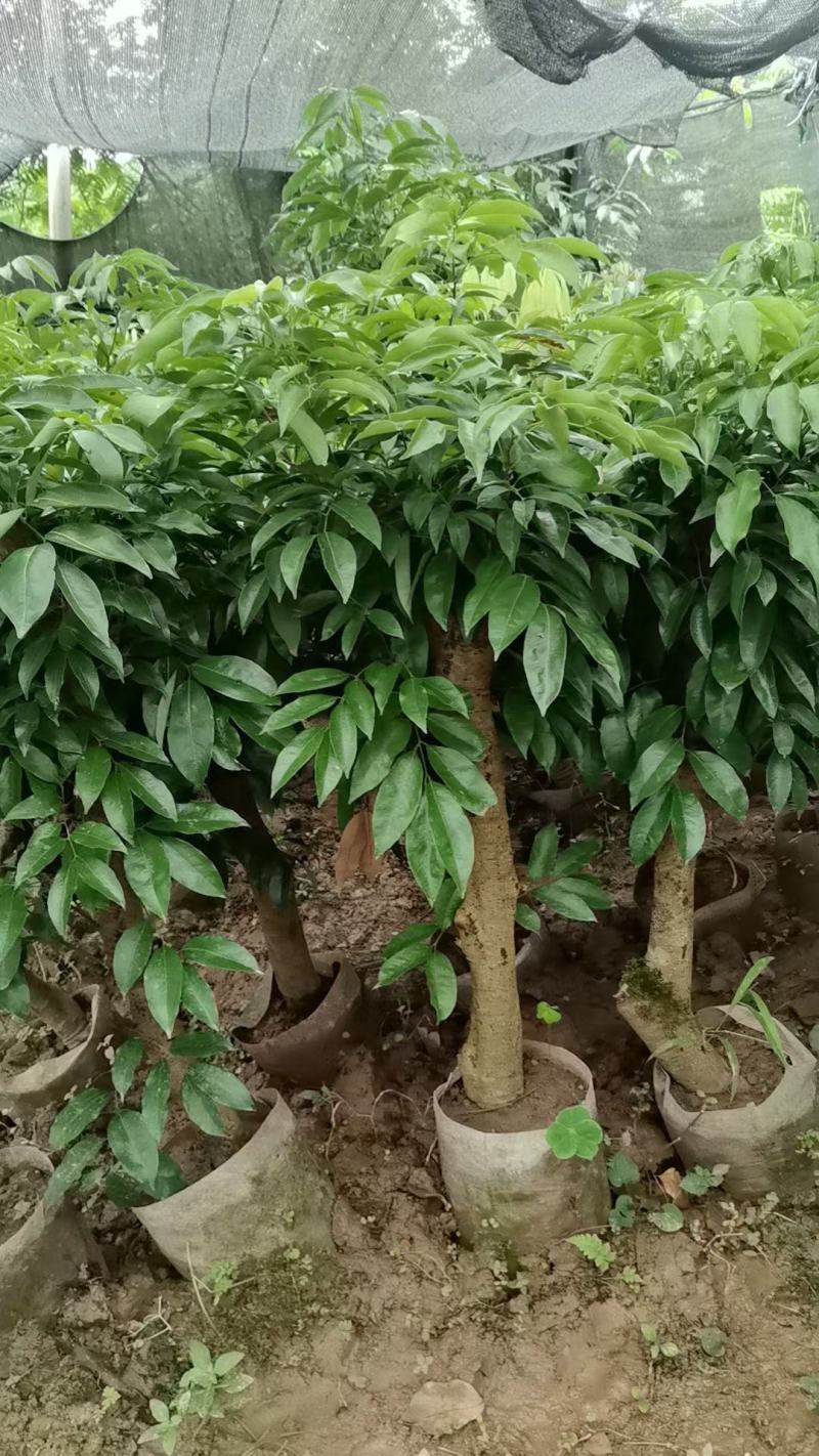 四川荔枝果苗基地妃子笑桂味荔枝苗场荔枝大苗批发基地
