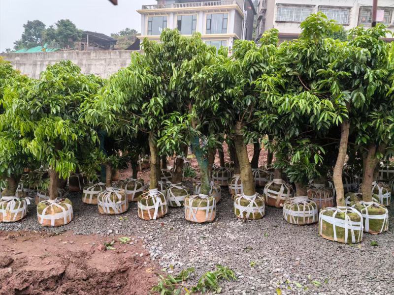 四川荔枝果苗基地妃子笑桂味荔枝苗场荔枝大苗批发基地
