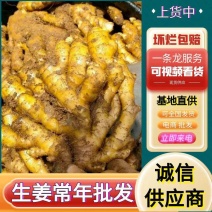 云南小黄姜【常年供应/市场，电商，药厂，加工厂】全国发货