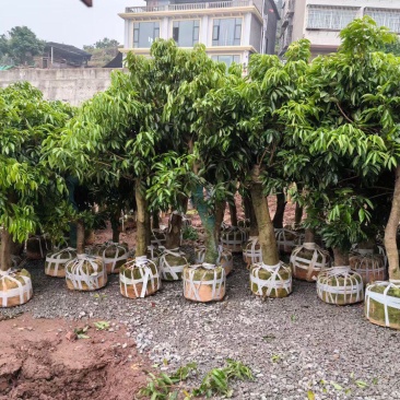 四川荔枝果苗基地妃子笑桂味荔枝苗场荔枝大苗批发基地