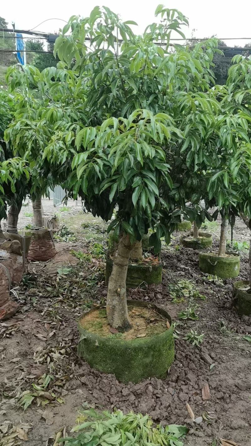 四川荔枝树苗场荔枝树大苗基地妃子笑仙进奉白糖罂果苗