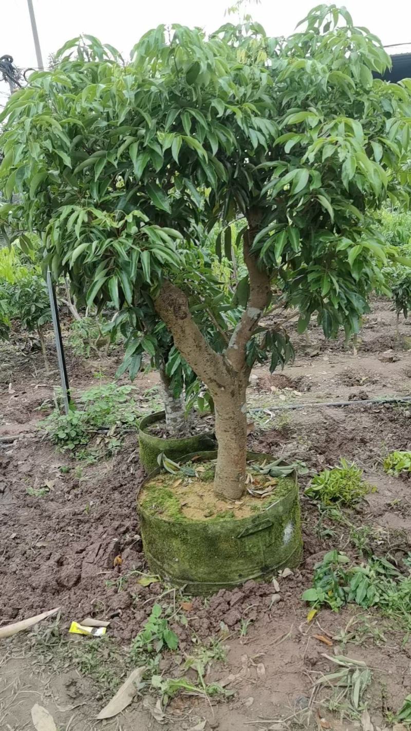 四川荔枝树苗场荔枝树大苗基地妃子笑仙进奉白糖罂果苗