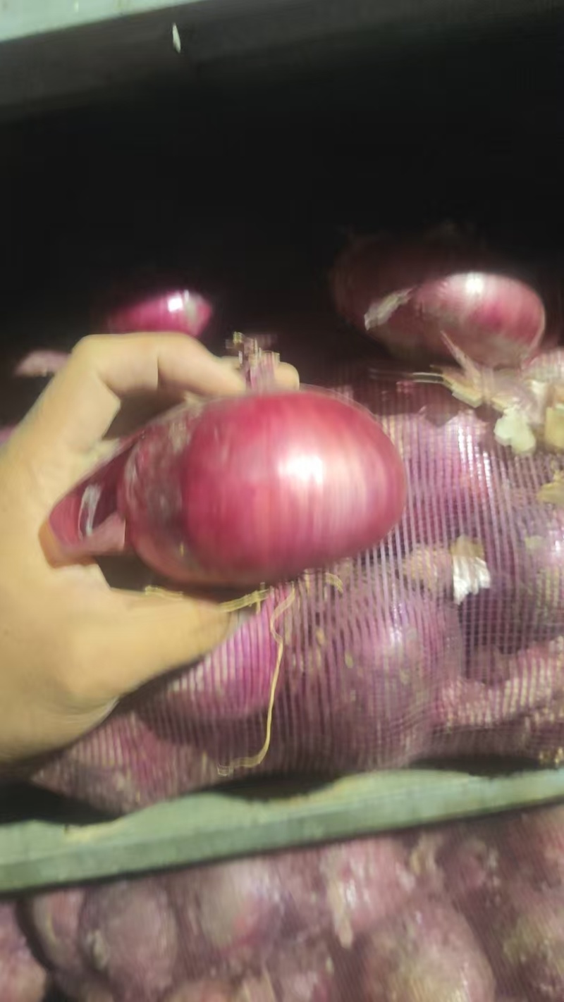 紫皮洋葱，大红洋葱，红皮洋葱，二红洋葱，红洋葱