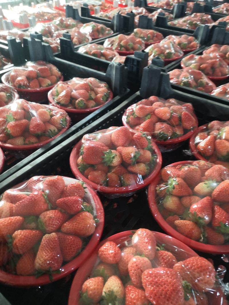 奶油草莓产地宁玉大量上市商品果加工速冻果汁罐头厂现货现发