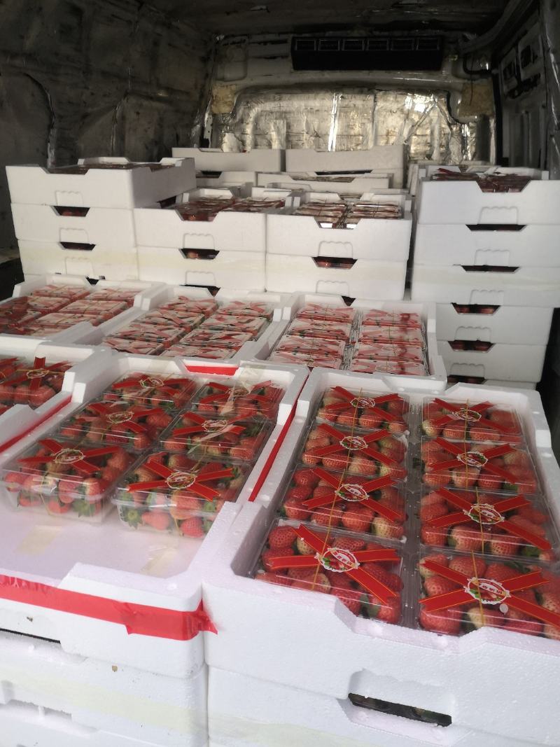 奶油草莓产地宁玉大量上市商品果加工速冻果汁罐头厂现货现发
