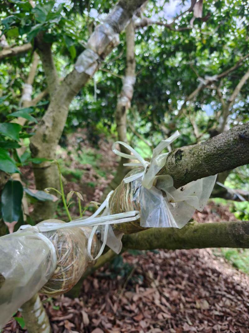 四川荔枝果苗基地妃子笑桂味荔枝苗场荔枝大苗批发基地
