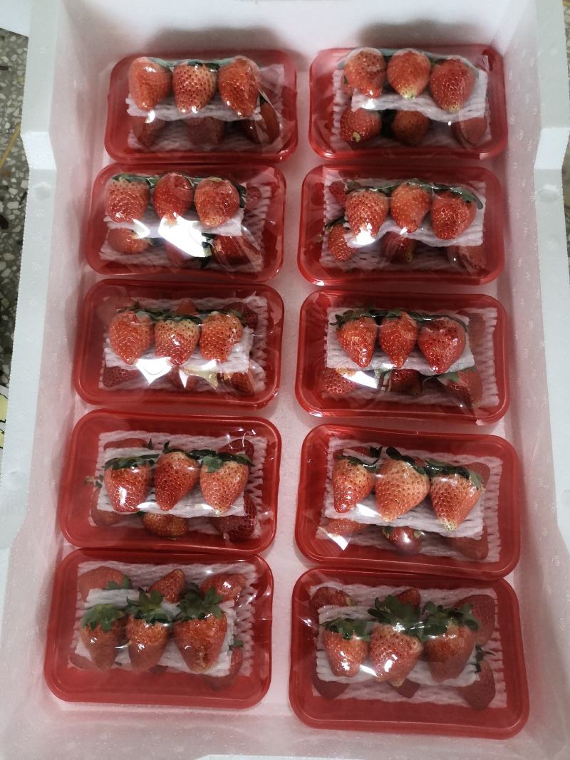 奶油草莓产地宁玉大量上市商品果加工速冻果汁罐头厂现货现发
