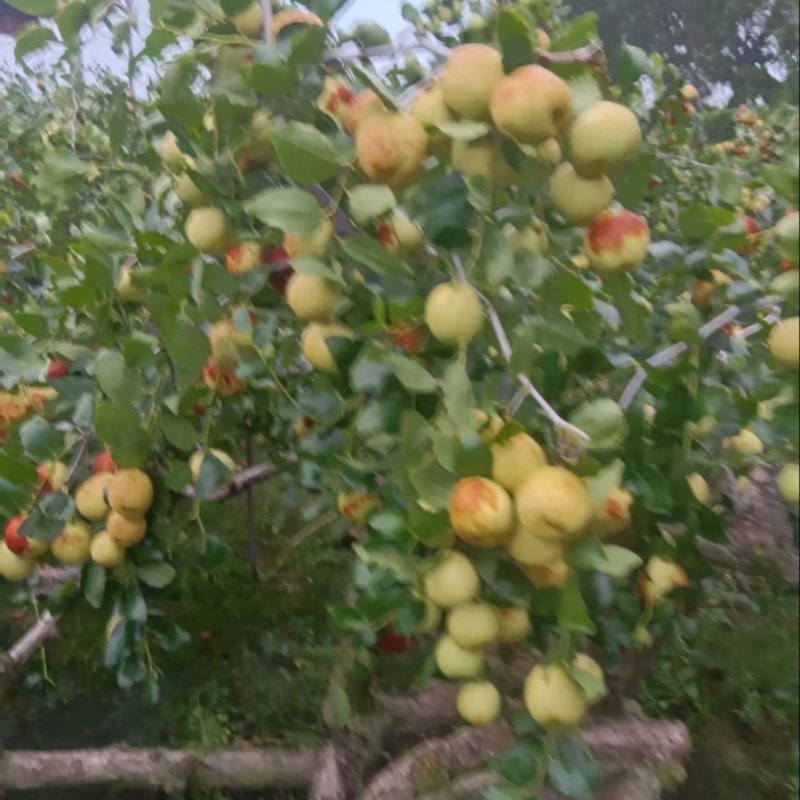 山东精品梨枣万亩基地保质保量诚信经营全国发货