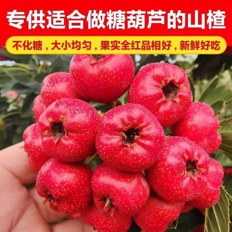 山东山楂～大五棱山楂～甜红子～大金星对接各大电商一件代发