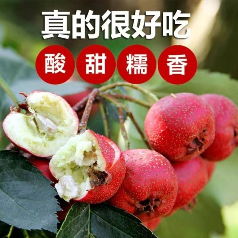 山东山楂～大五棱山楂～甜红子～大金星对接各大电商一件代发