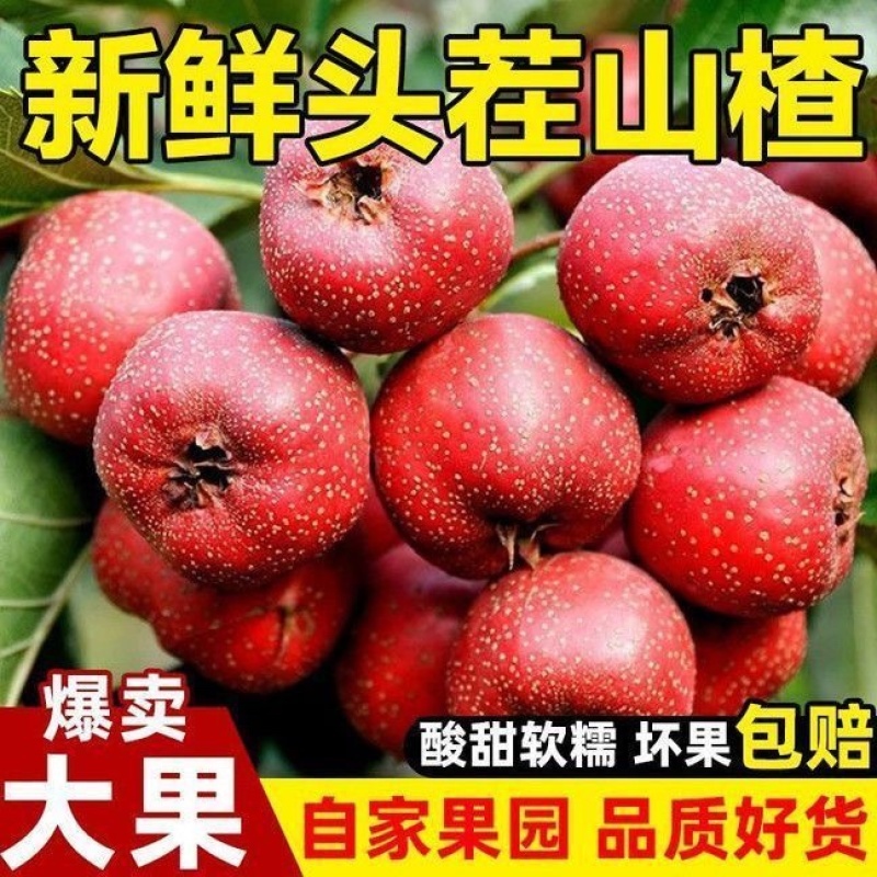 山东山楂～大五棱山楂～甜红子～大金星对接各大电商一件代发