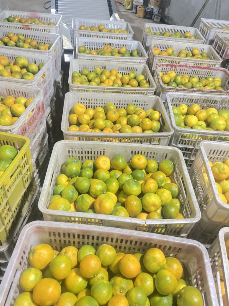 石门普早蜜橘嘎嘎红