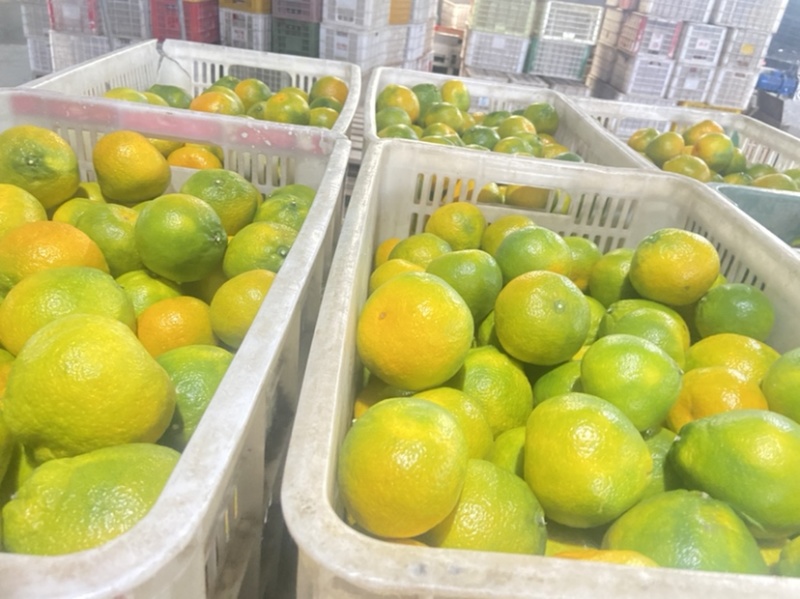 石门蜜橘可洗果可打蜡