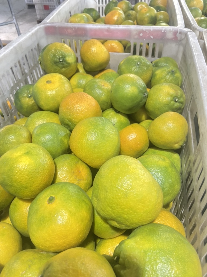 石门蜜橘可洗果可打蜡