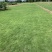矮生台湾草