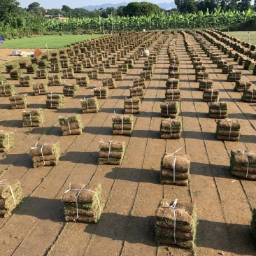 矮生台湾草