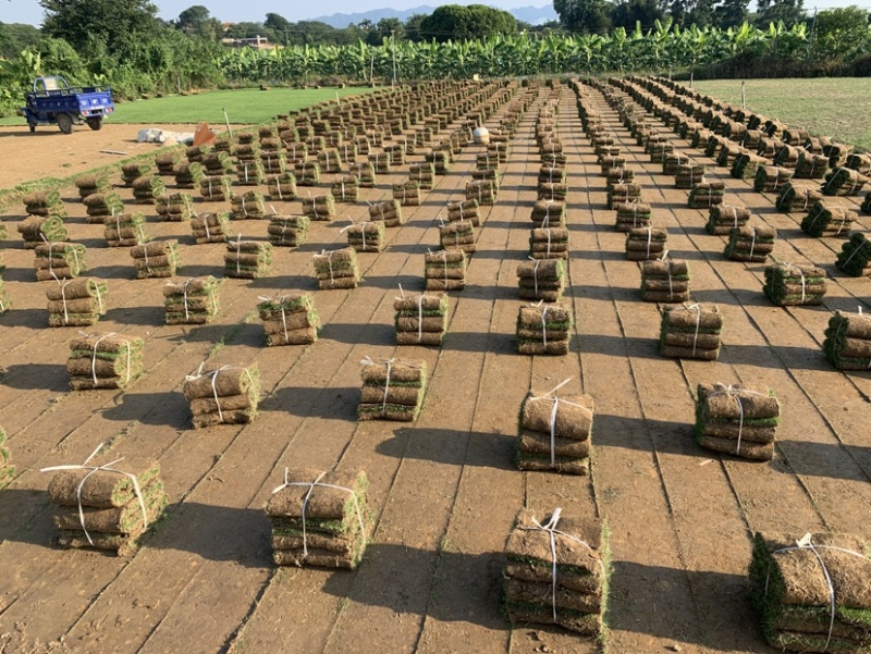 矮生台湾草