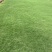 矮生台湾草