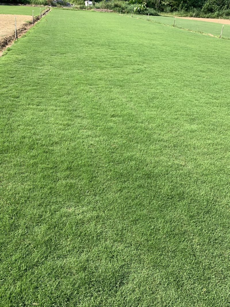 矮生台湾草