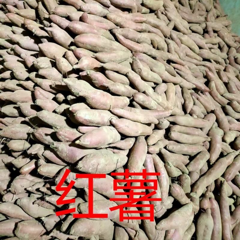 秦薯/秦五红薯产地一手货源，规格齐全，对接电商市场批发商