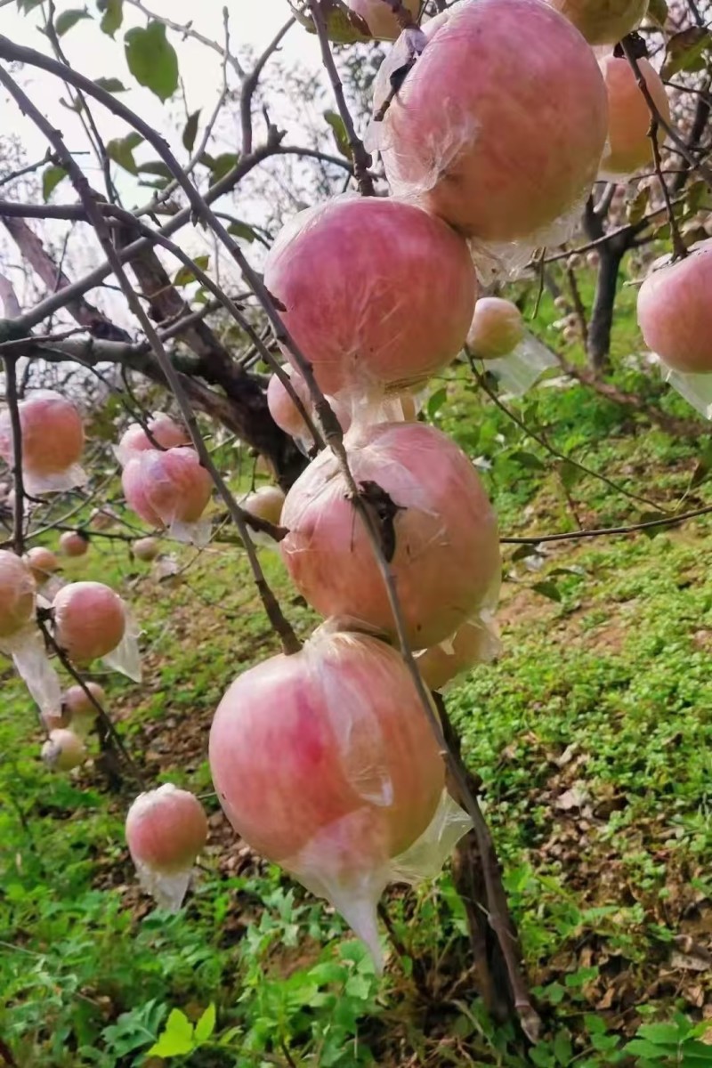 红富士苹果