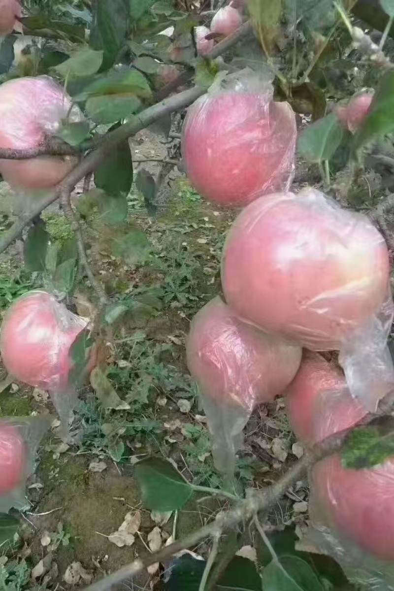 红富士苹果