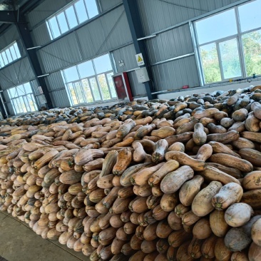 500亩蜜本南瓜香糯可口，**食堂采购，欢迎品尝