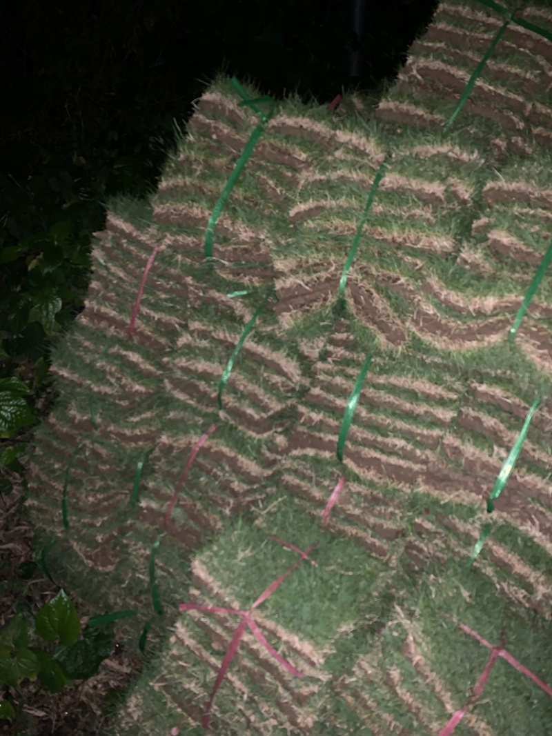 台湾草