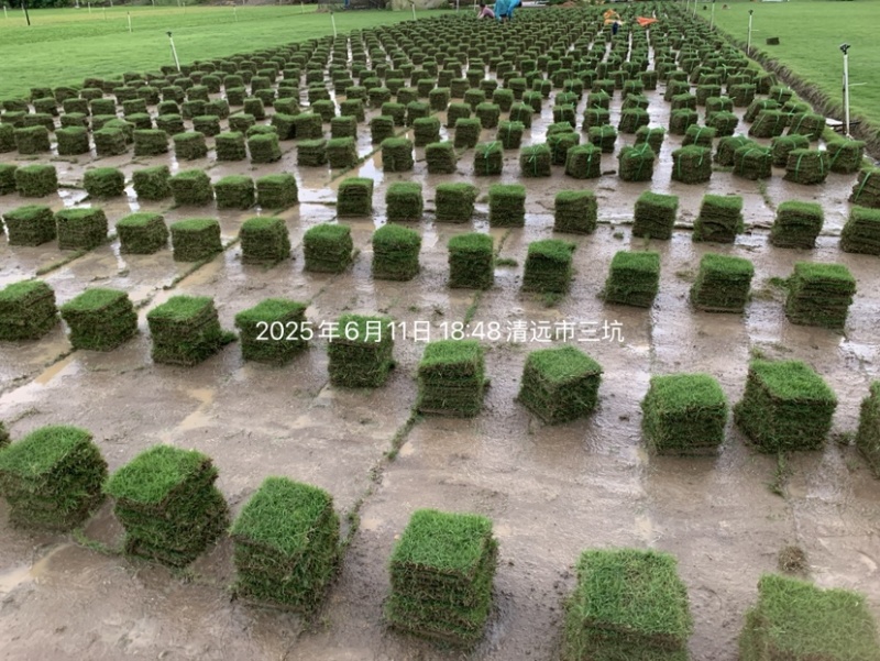 台湾草